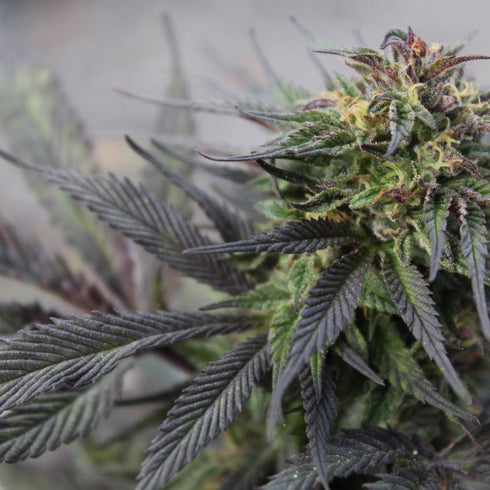 Master Kush